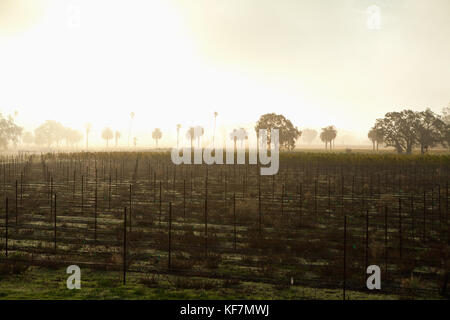 Usa, Kalifornien, Sonoma, gundlach bundschu Winery, morgen Licht beleuchtet die 150 Jahre alten Weinberg Stockfoto