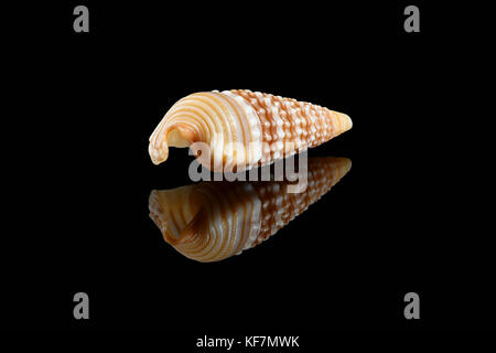 Girdled horn Schnecke (Cerithidea (Cerithideopsilla) Cingulata) Auf schwarzem Hintergrund, Dubai, Vereinigte Arabische Emirate. L2,4xW 1 x 0,75 cm Stockfoto