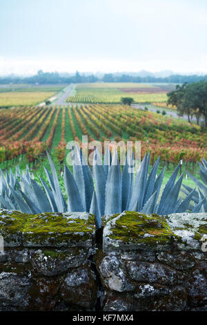 Usa, Kalifornien, Sonoma, gundlach bundschu Winery, Garten und Wand detail Stockfoto