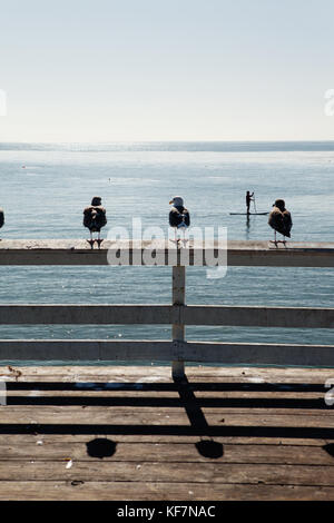 Usa, California, Malibu, Möwen auf dem Geländer auf der Pier im Paradise Cove sitzen, ein Mann geht auf seine paddleboard Stockfoto