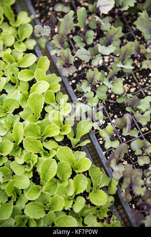Usa, Kalifornien, Big Sur, Esalen, starter Sämlinge wachsen in den Buddha Garten und sind bereit, bei der Farm gepflanzt zu werden Stockfoto
