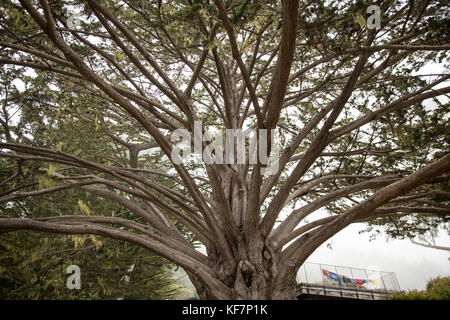 Usa, Kalifornien, Big Sur, Esalen, eine ältere und riesigen Zypresse Baum neben dem Cypress studio Stockfoto