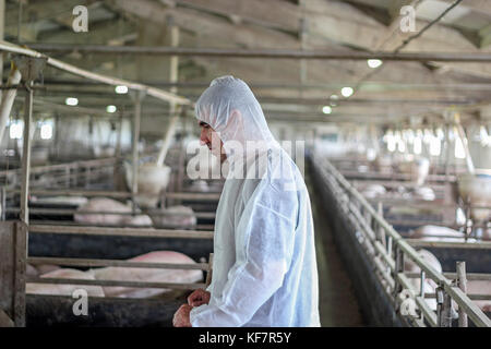 Tierarzt Arzt tragen Schutzkleidung. Die intensive Schweinehaltung. Pig Farm worker. Stockfoto