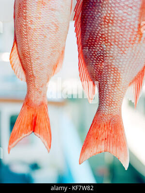 USA, Florida, roter Schnapper, Nahaufnahme, Islamorada Stockfoto