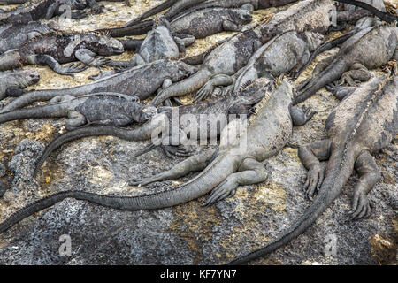 Galapagos, Ecuador, Meerechsen heraus hängen auf den Felsen auf Fernandina Insel Stockfoto