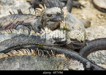 Galapagos, Ecuador, Meerechsen heraus hängen auf den Felsen auf Fernandina Insel Stockfoto