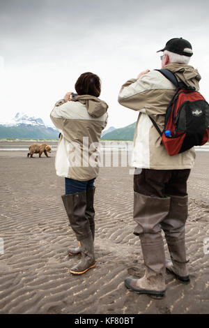 Usa, Alaska, Homer, Wanderer noch ein grizzly Bär, Katmai National Park, katmai Halbinsel, heiliget Bucht, Golf von Alaska Stockfoto