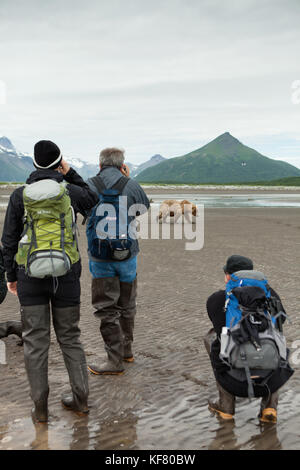 Usa, Alaska, Homer, Wanderer noch ein grizzly Bär, Katmai National Park, katmai Halbinsel, heiliget Bucht, Golf von Alaska Stockfoto