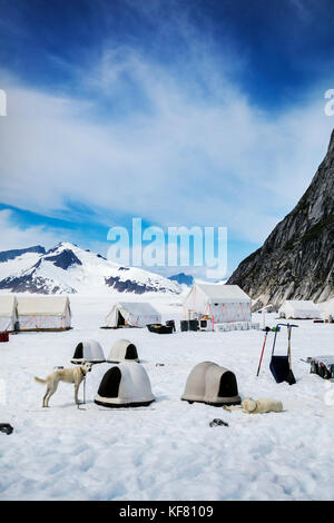 Usa, Alaska, Juneau, die Hunde bereiten für Ihre Tour, Hubschrauber Hundeschlitten Tour führt Sie über die taku Gletscher zum helimush Dog Camp bei Guardian mou fliegt Stockfoto