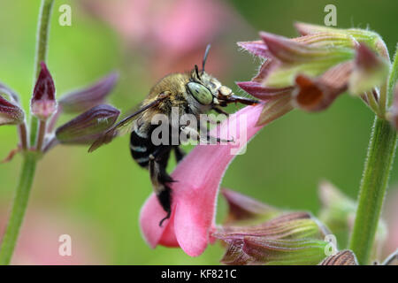 Blaue Bänderbiene (Amegilla cingulata), die sich von rosa salviblüten ernährt Stockfoto