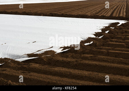 Kartoffel-Anbau unter Vlies, Bawdsey, Suffolk, UK. Stockfoto