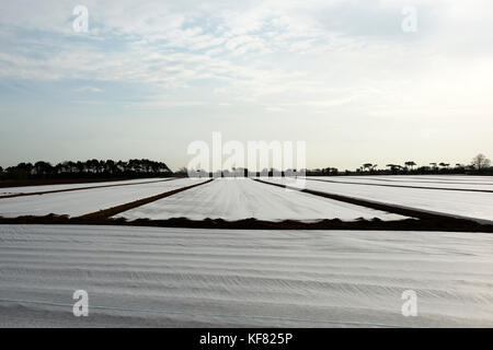 Kartoffel-Anbau unter Vlies, Bawdsey, Suffolk, UK. Stockfoto