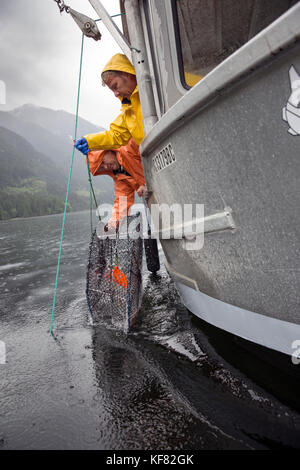 Kanada, Vancouver, British Columbia, Angeln für beschmutzt Garnelen in der Burrard Inlet, an Bord der Yacht organische Ozean Stockfoto