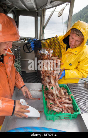 Kanada, Vancouver, British Columbia, getupft Garnelen in die Holding Körbe auf dem Boot organische Ozean im Burrard Inlet platziert werden Stockfoto