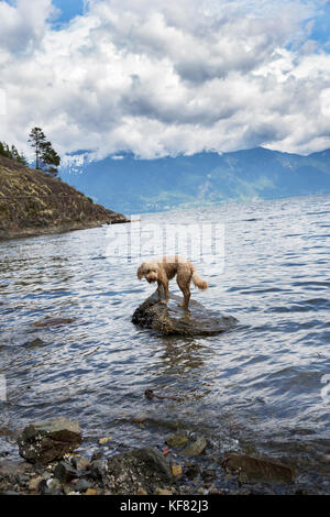 Kanada, Vancouver, British Columbia, ein Hund steht auf einem Felsen an der Feuerwehr Bay auf gambier Island, in der Howe Sound mit dem Britannia in der DISTAN Stockfoto