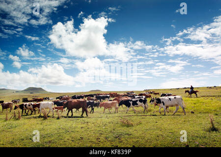 Easter Island, Chile, Isla de Pascua, Rapa Nui, lokalen Cowboys rund um die feilds und runden das Vieh in der Nähe des Rano Raraku archäologische Stätte fahren Stockfoto