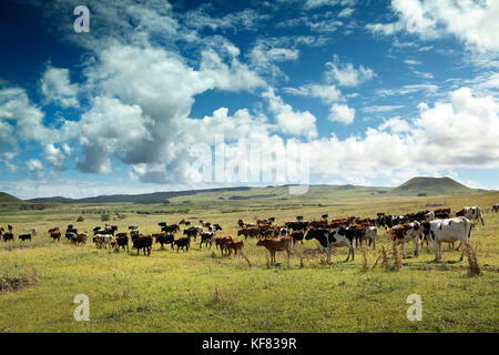 Easter Island, Chile, Isla de Pascua, Rapa Nui, lokalen Cowboys rund um die feilds und runden das Vieh in der Nähe des Rano Raraku archäologische Stätte fahren Stockfoto