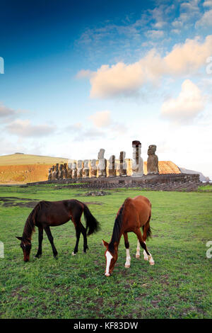 Easter Island, Chile, Isla de Pascua, Rapa Nui, Pferde vor der Moai Statuen am Ahu Tongariki Ort am Fuß des Vulkan poike Weiden Stockfoto