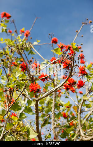 Easter Island, Chile, Isla de Pascua, Rapa Nui, der ceibo Baum, der Blüten schöne rote Blumen Stockfoto