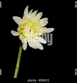 Eine Nahaufnahme eines chrysantheme vor einem schwarzen Hintergrund. Stockfoto