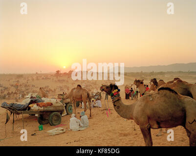 INDIEN, Rajasthan, Männer und Kamele auf der Kamelmesse von Pushkar Stockfoto