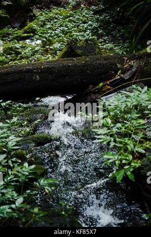 Kleiner Bach durch einen Regenwald in Springbrook National Park, Queensland. Stockfoto