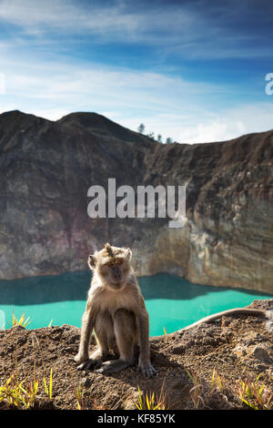 Kelimutu, Flores, Indonesien Nationalpark und Vulkan, ein Affe sitzt durch die Kante auf den Rand des tiwu nuwa Muri koo fai Crater Lake Stockfoto