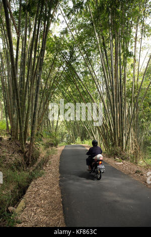 Indonesien, Flores, bena Dorf, Mann auf einem Motorrad durch einen Bambuswald fahren Stockfoto