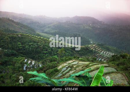 INDONESIEN, Flores, Blick hinunter auf Reisfelder im Nebel in der Gegend von Compang Stockfoto