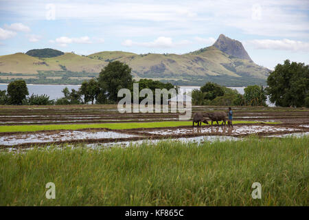 Indonesien, Flores, ein Mann seine Kühe im Kreis durch den Schlamm seiner Paddocks für die Anpflanzung von Reis vorzubereiten, dintor Dorf Stockfoto