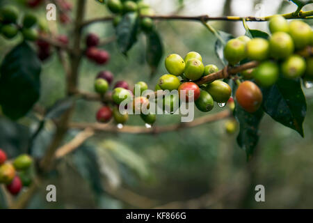 Indonesien, Flores, Kaffeebohnen wachsen in den Regenwald in wae raebo Dorf Stockfoto