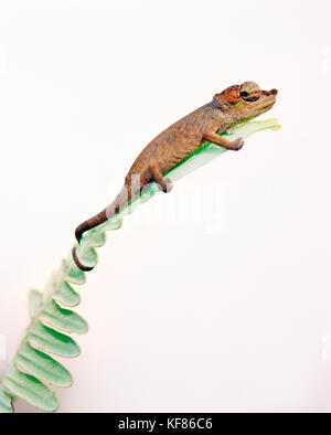 Madagaskar, perinet, brookesia Chamäleon auf Farn, die kleinste Chamäleon Stockfoto