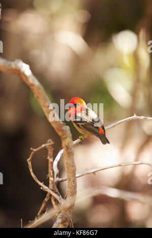 Mauritius, Ile aux aigrettes, eine kleine Rothaarige Vogel, der Mauritius fody ruht auf einem Zweig Stockfoto