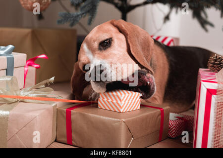 Hund versuchen, Weihnachtsgeschenke zu essen Stockfoto