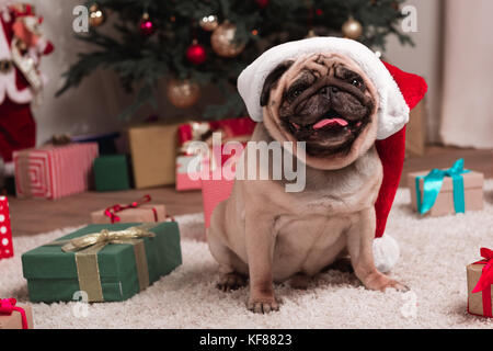 Mops in Nikolausmütze Stockfoto