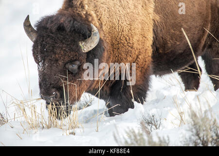 Usa, Wyoming, Yellowstone National Park, Bison Graben für Essen im lamar Valley Stockfoto