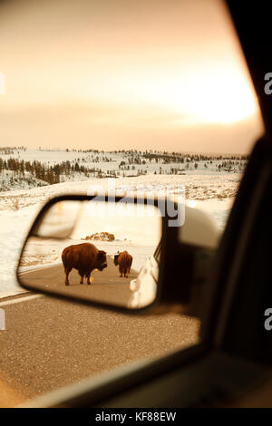 Usa, Wyoming, Yellowstone National Park, Bison stand in der Straße, blacktail Plateau fahren Stockfoto