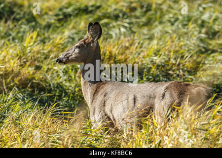 Eine Nahaufnahme von einem weißen Schwanz Rehe in der Nähe von Hauser, Idaho. Stockfoto