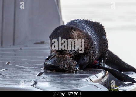 Ein niedliches Otter auf einem Dock besetzt ist das Essen eines alten Fisch bei Hauser Lake, Idaho. Stockfoto