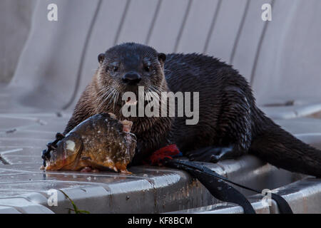 Ein niedliches Otter auf einem Dock besetzt ist das Essen eines alten Fisch bei Hauser Lake, Idaho. Stockfoto