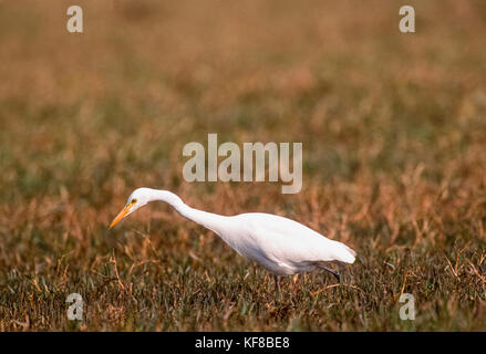 Silberreiher, (Ardea alba), Jagd auf Feuchtgebiete, Keoladeo Ghana National Park, Bharatpur, Rajasthan, Indien Stockfoto
