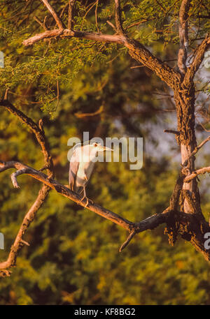 Black-Crowned Nachtreiher (Nycticorax nycticorax), im Baum gehockt, Keoladeo Ghana National Park, Bharatpur, Rajasthan, Indien Stockfoto