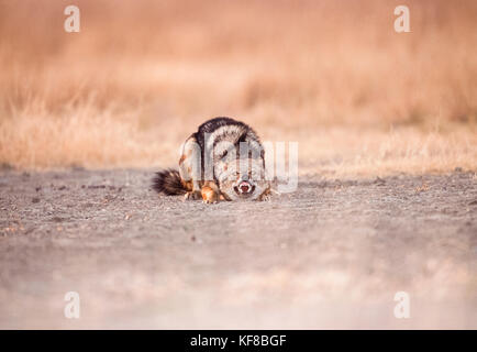 Indischer Schakal oder Goldschakal, Canis aureus indicus, zeigt unterwürfiges Verhalten, Keoladeo Ghana National Park, Bharatpur, Rajasthan, Indien Stockfoto