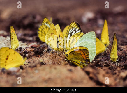 Pionier Weiß, (Belenois aurota) und Gemeinsame Gras gelb Schmetterlinge, (Eurema hecabe hecabe), Schlamm, puddling Keoladeo Ghana National Park, Indien Stockfoto