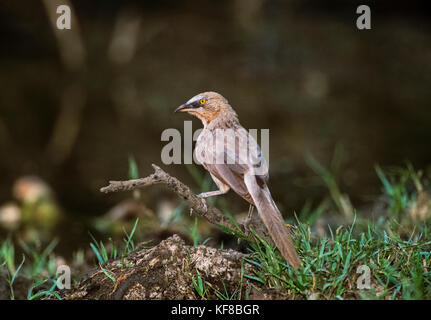 Große Graue Schwätzer (Turdoides malcolmi), Keoladeo Ghana National Park, Bharatpur, Rajasthan, Indien Stockfoto