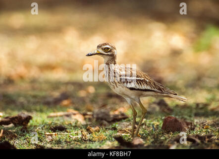 Indian Thick-Knee oder indischen Stein-Curlew, Burhinus indicus, Keoladeo Ghana National Park, Bharatpur, Rajasthan, Indien Stockfoto