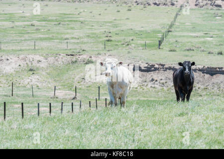 Rinder, die auf offenen Rangeland in ländlichen Colorado Stockfoto