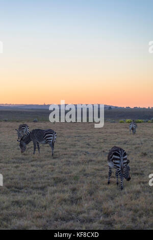 Kap Zebra in der Morgendämmerung, botlierskop Private Game Reserve, Western Cape, Südafrika Stockfoto