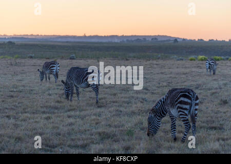 Kap Zebra in der Morgendämmerung, botlierskop Private Game Reserve, Western Cape, Südafrika Stockfoto