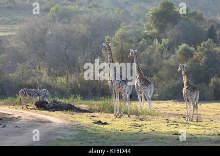 Giraffe und Cape Zebra, botlierskop Private Game Reserve, Western Cape, Südafrika Stockfoto